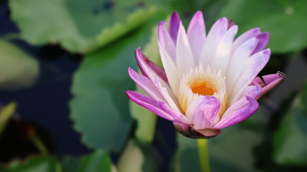 Kādi ir zinātniski pierādīti meditācijas ieguvumi&nbsp;veselībai?